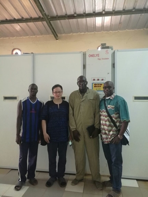 Beli Inkubator Telur Puyuh Komersial Industri 90000 Telur Otomatis Menghidupkan 6.5kw online manufacture