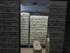 Apa jenis inkubator yang paling umum?